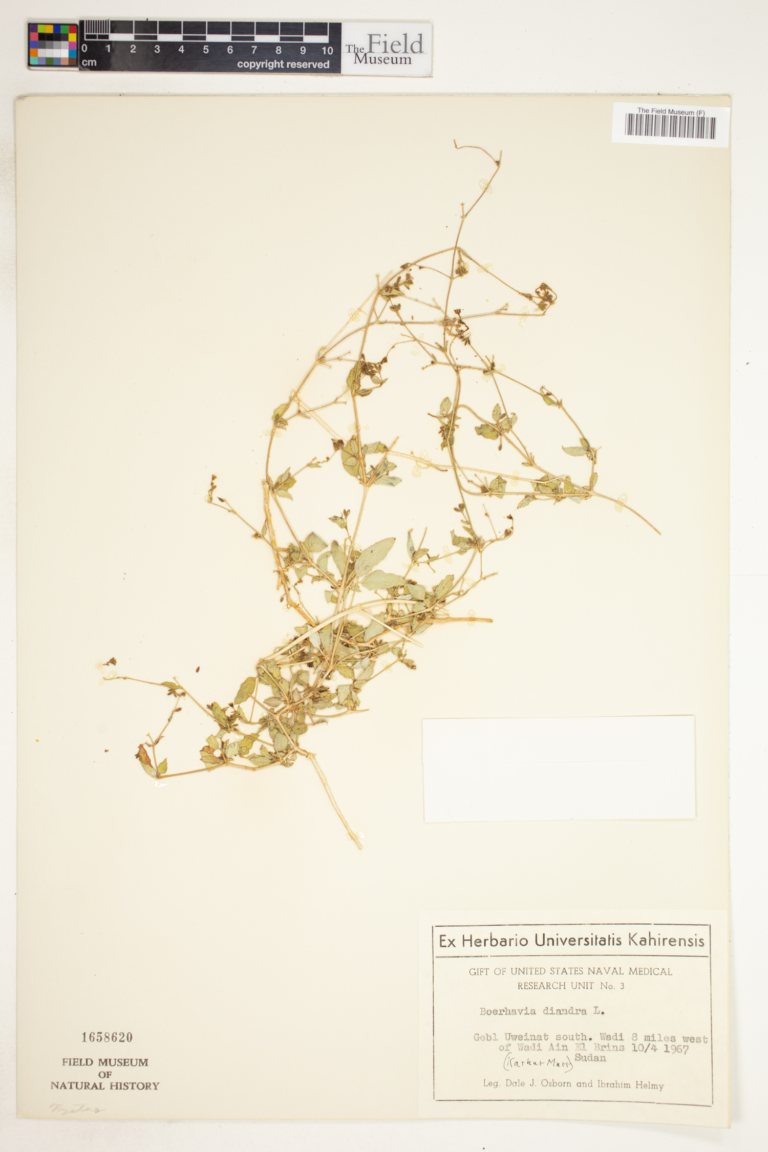 Boerhavia repens subsp. diandra image