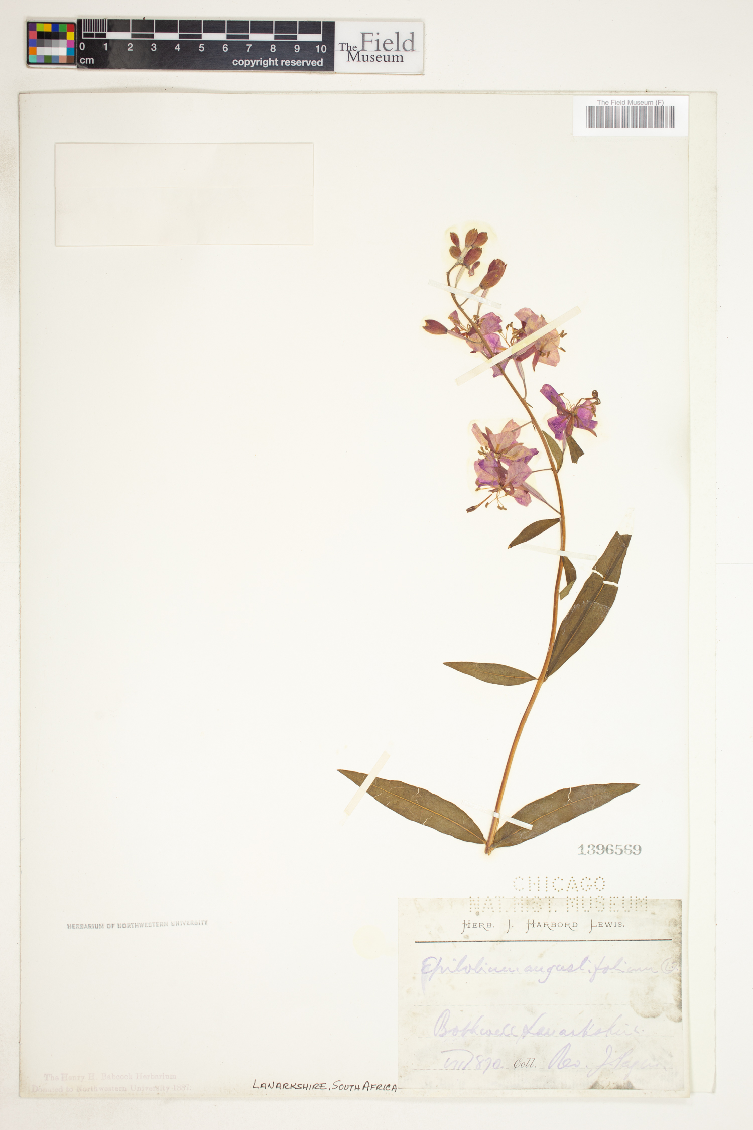 Epilobium angustifolium image