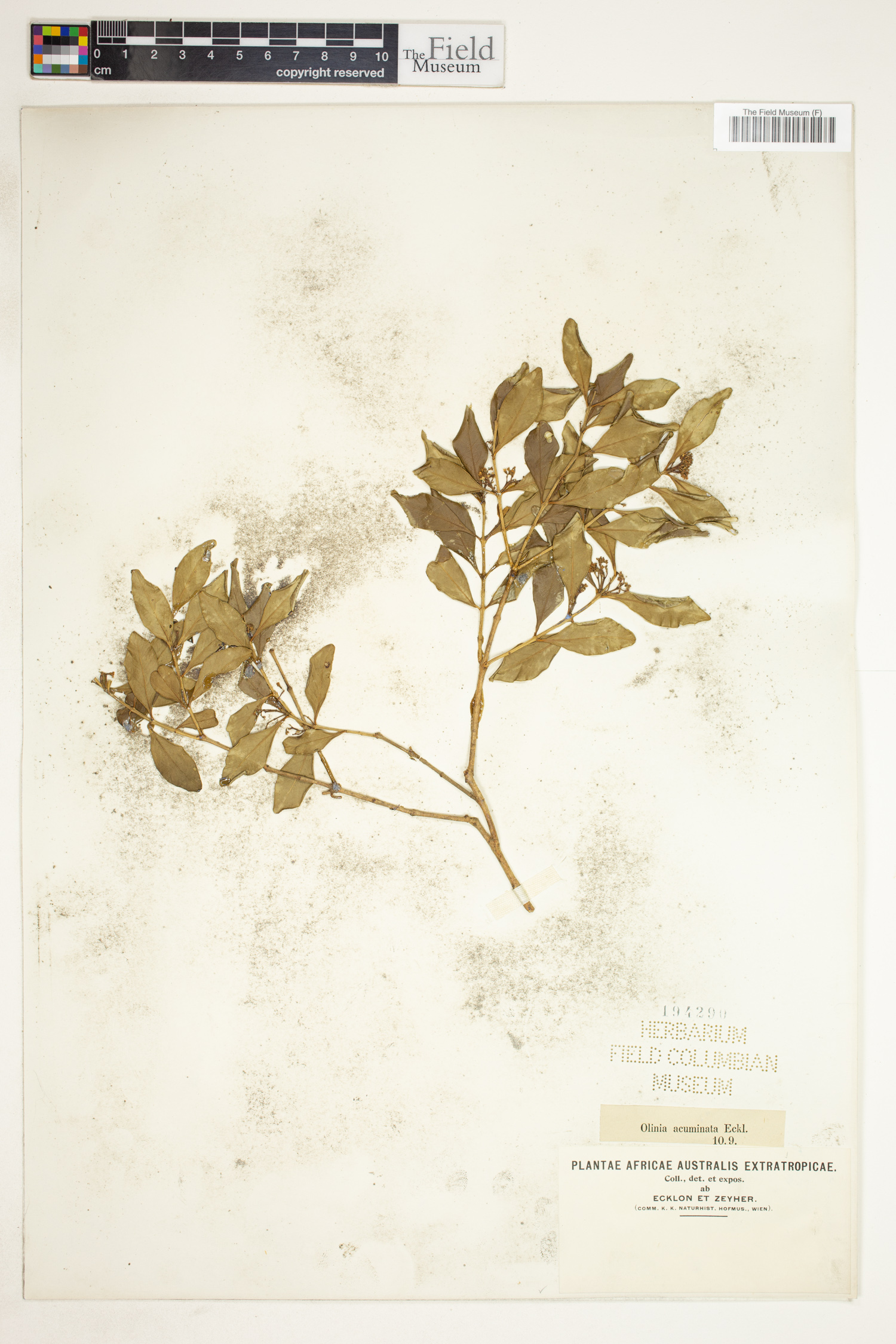 Olinia capensis image