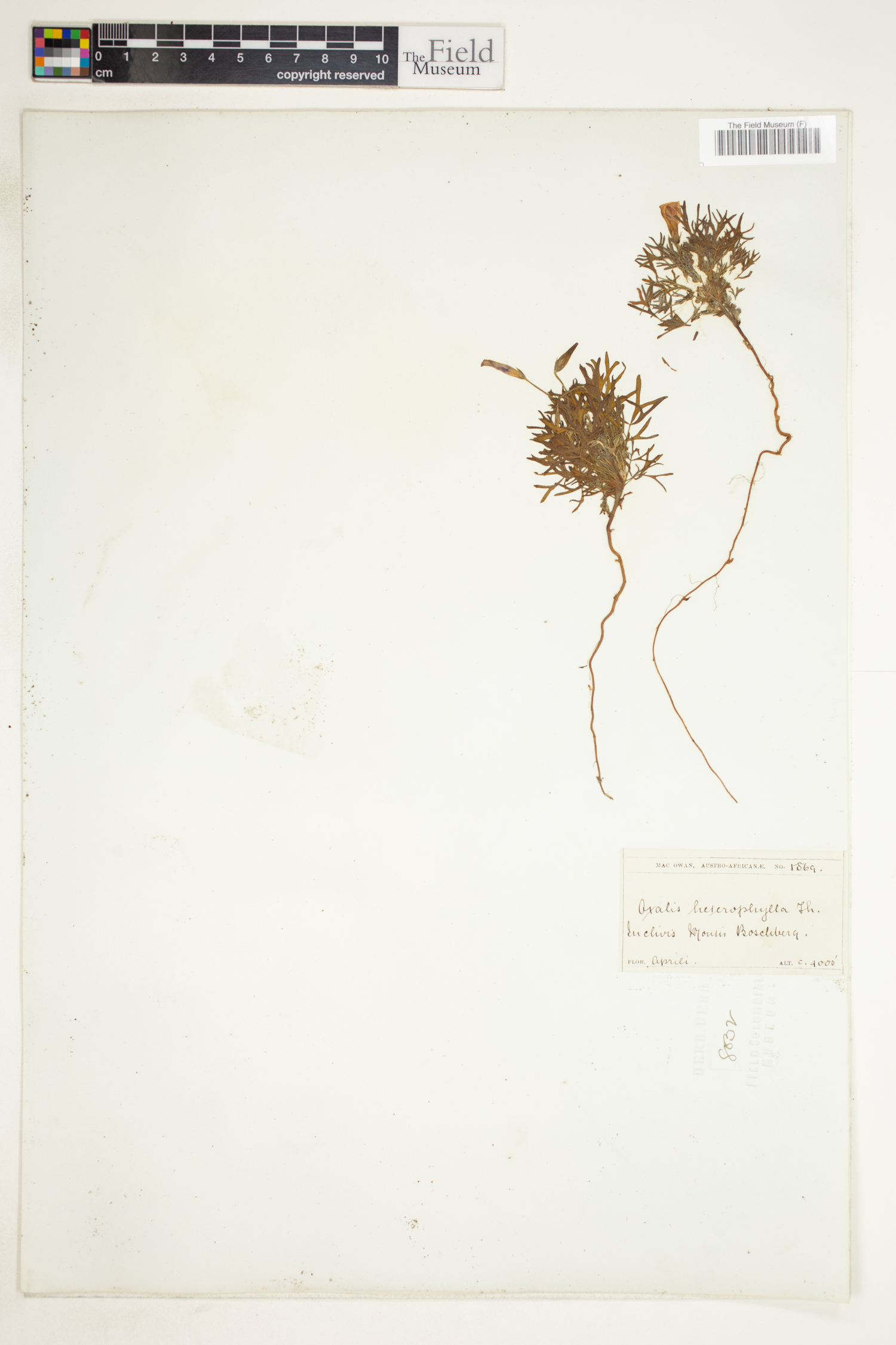 Oxalis heterophylla image