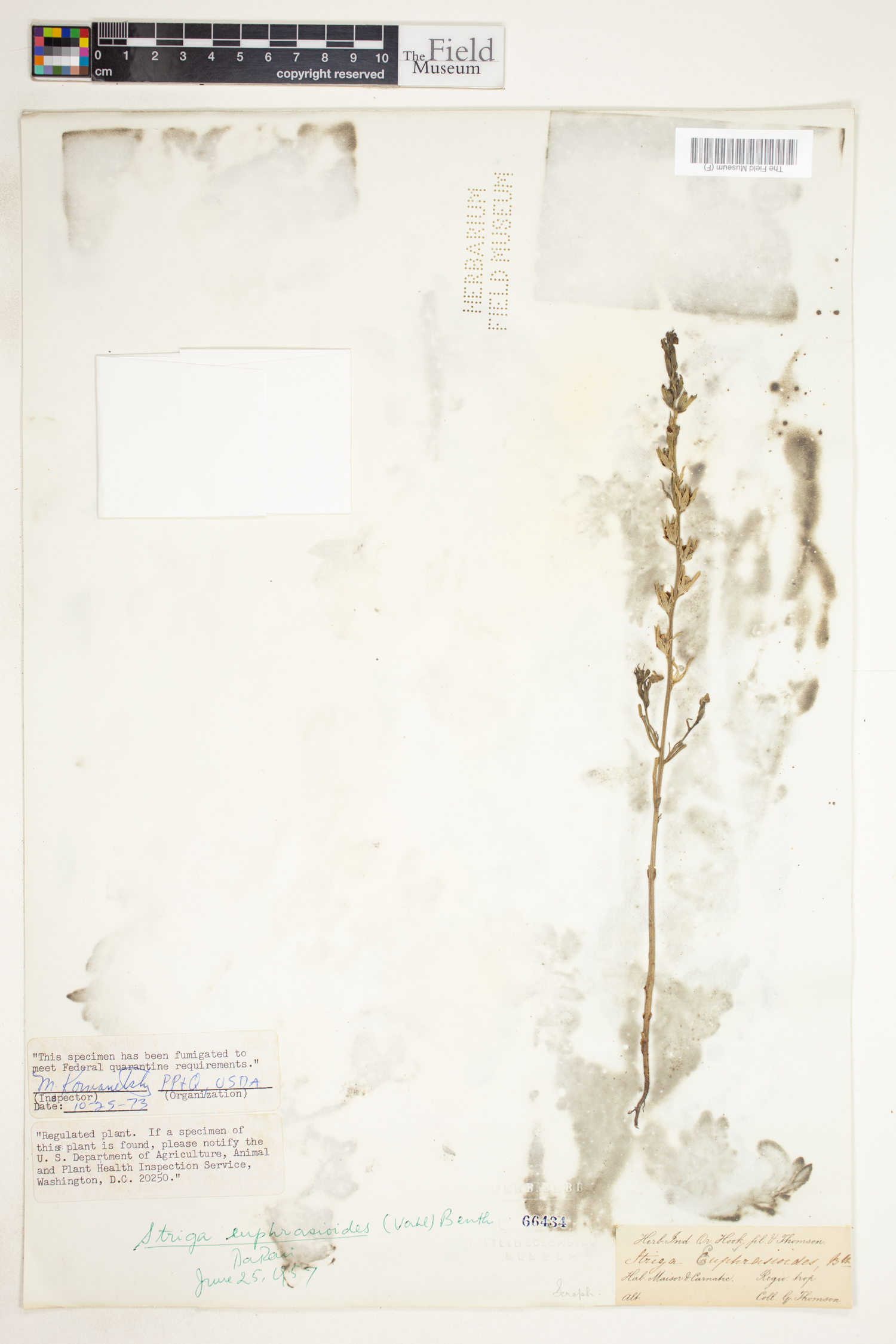 Striga angustifolia image