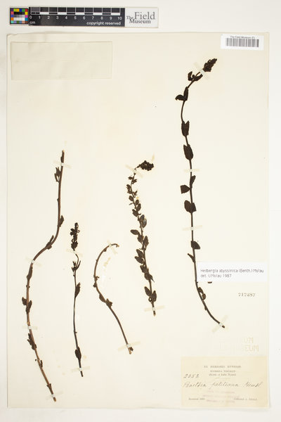 Hedbergia abyssinica image