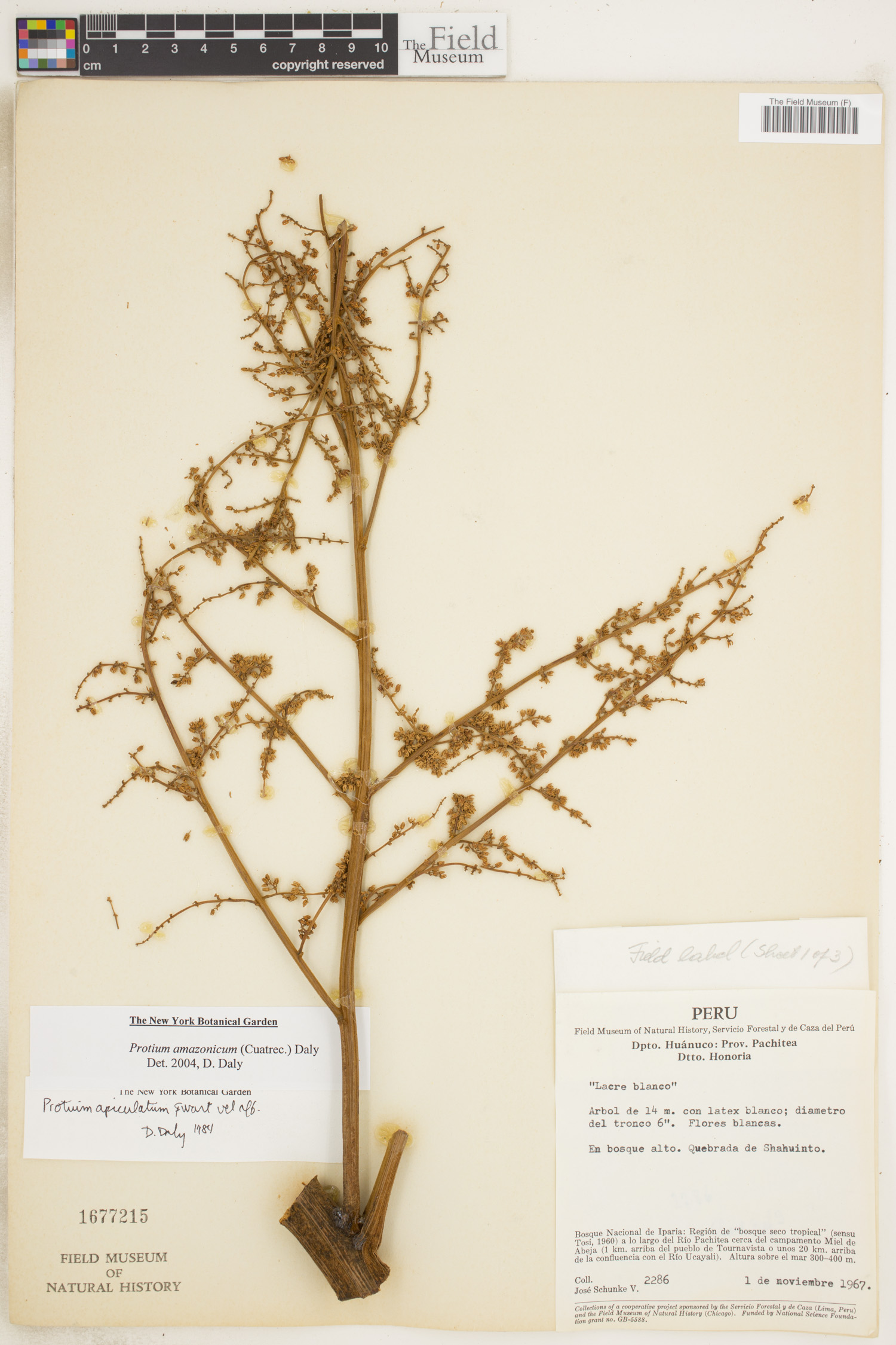 Protium amazonicum image
