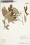 Protium aracouchini image