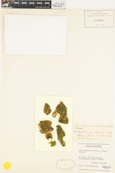 Rhaphidorrhynchium amoenum image