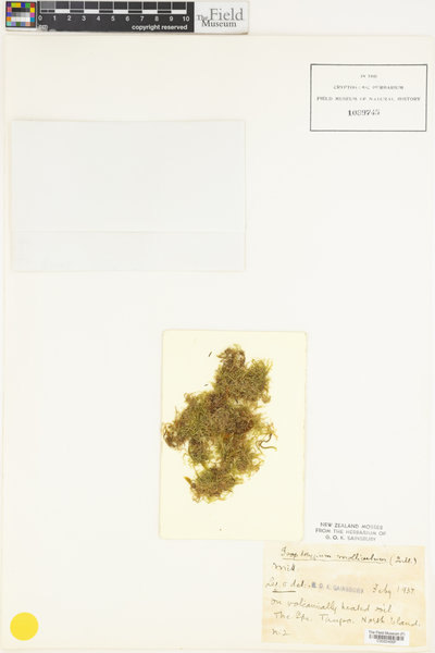 Isopterygium albescens image