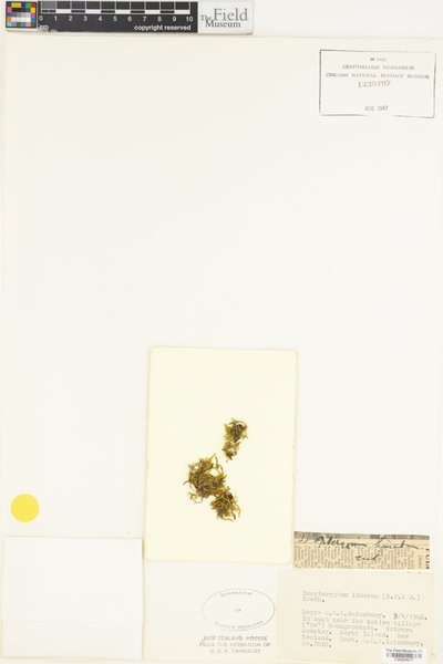 Austrohondaella limata image