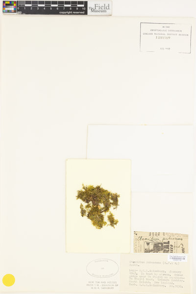 Ctenidium pubescens image