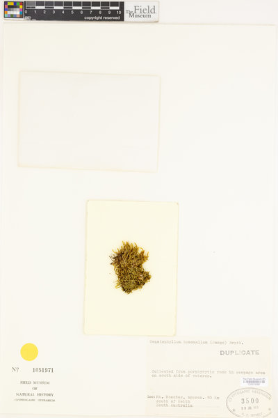 Sematophyllum homomallum image