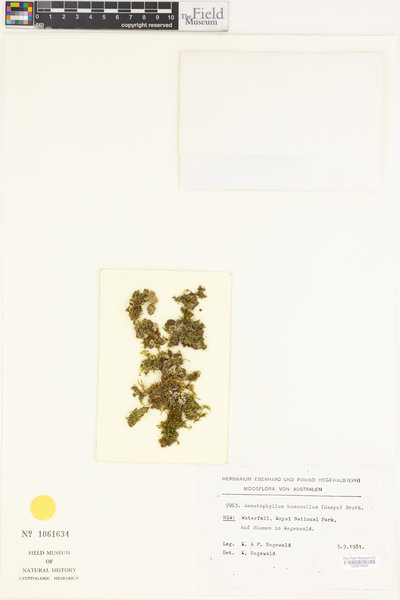 Sematophyllum homomallum image