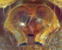 Mermessus inornatus female epigynum