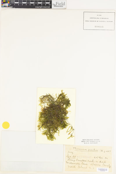 Austrothamnium pandum image