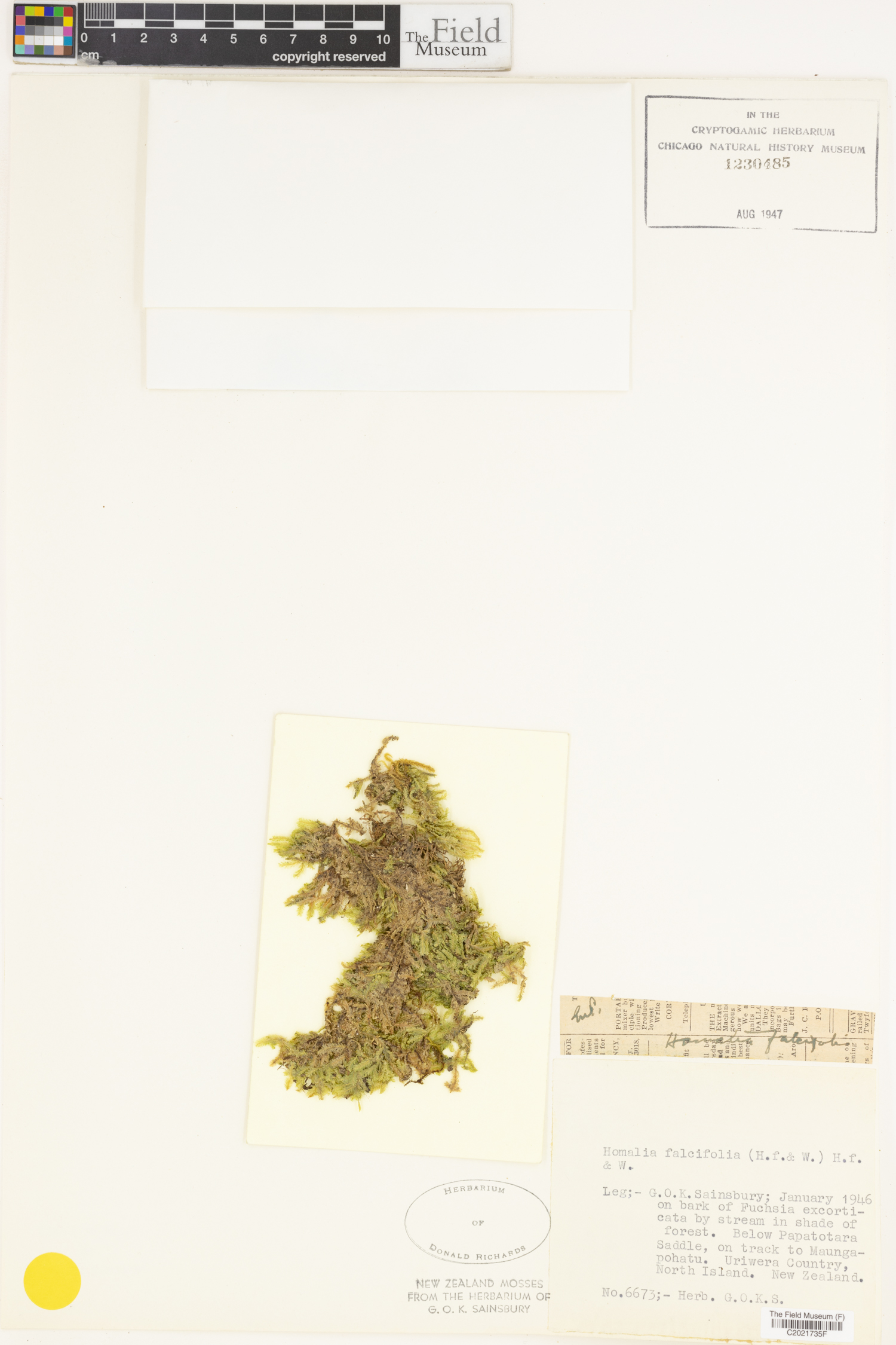 Margrethypnum falcifolium image