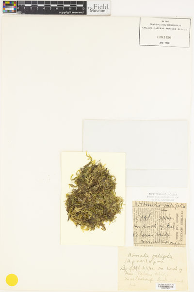 Margrethypnum falcifolium image
