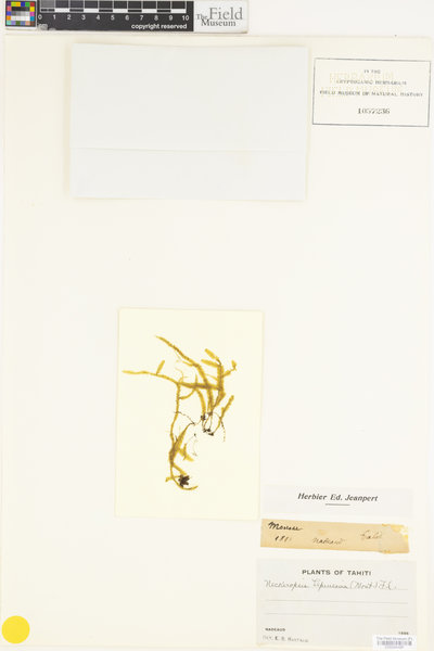 Neckeromnion lepineanum image