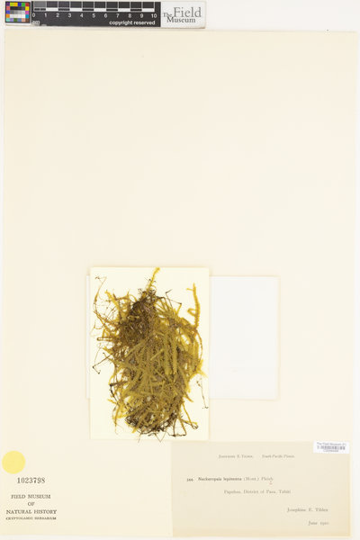 Neckeromnion lepineanum image