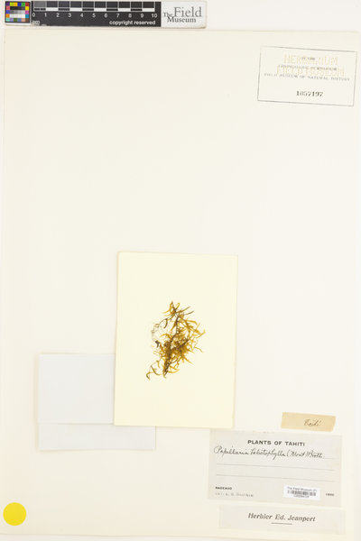 Cryptopapillaria helictophylla image