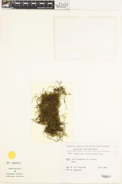 Papillaria crocea image