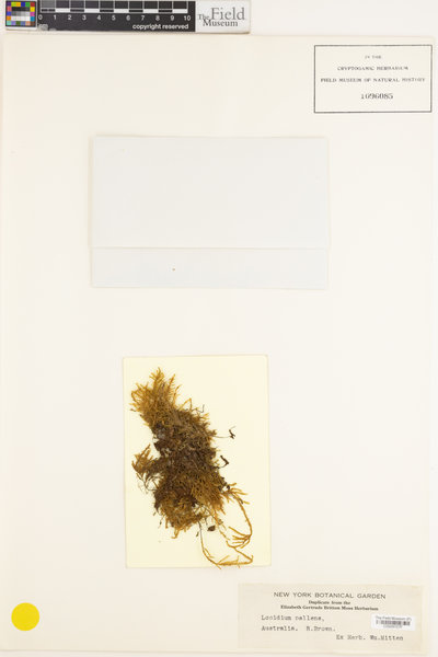 Lopidium concinnum image
