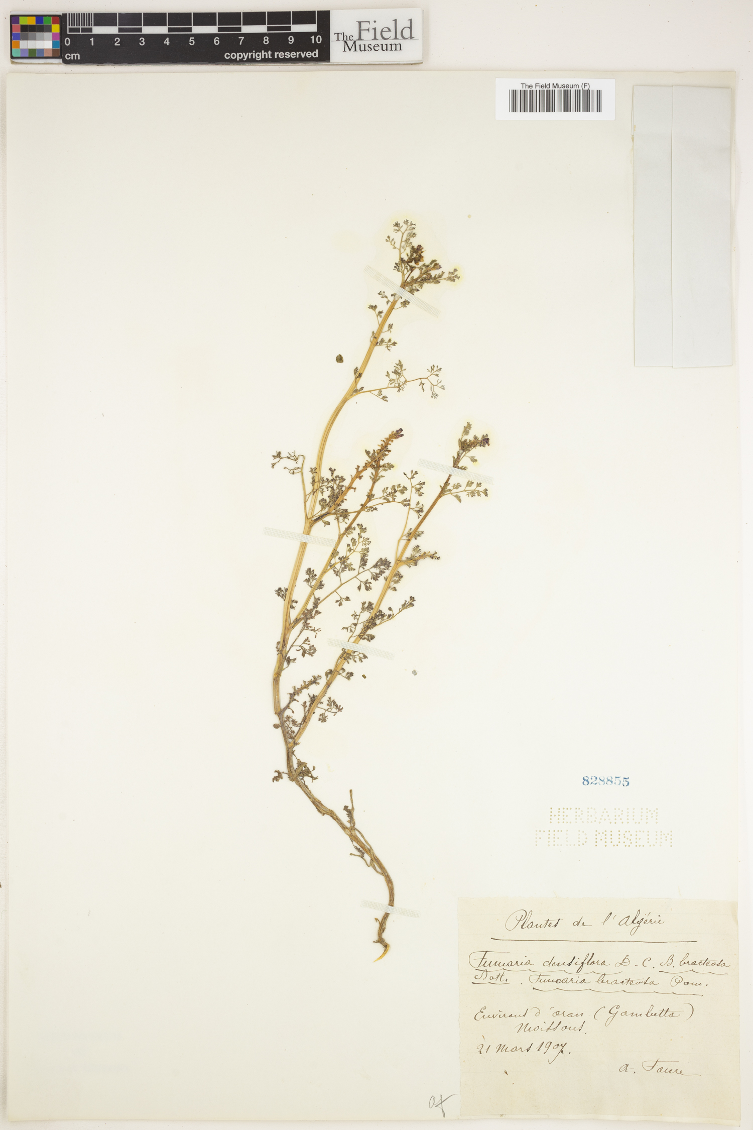 Fumaria densiflora image