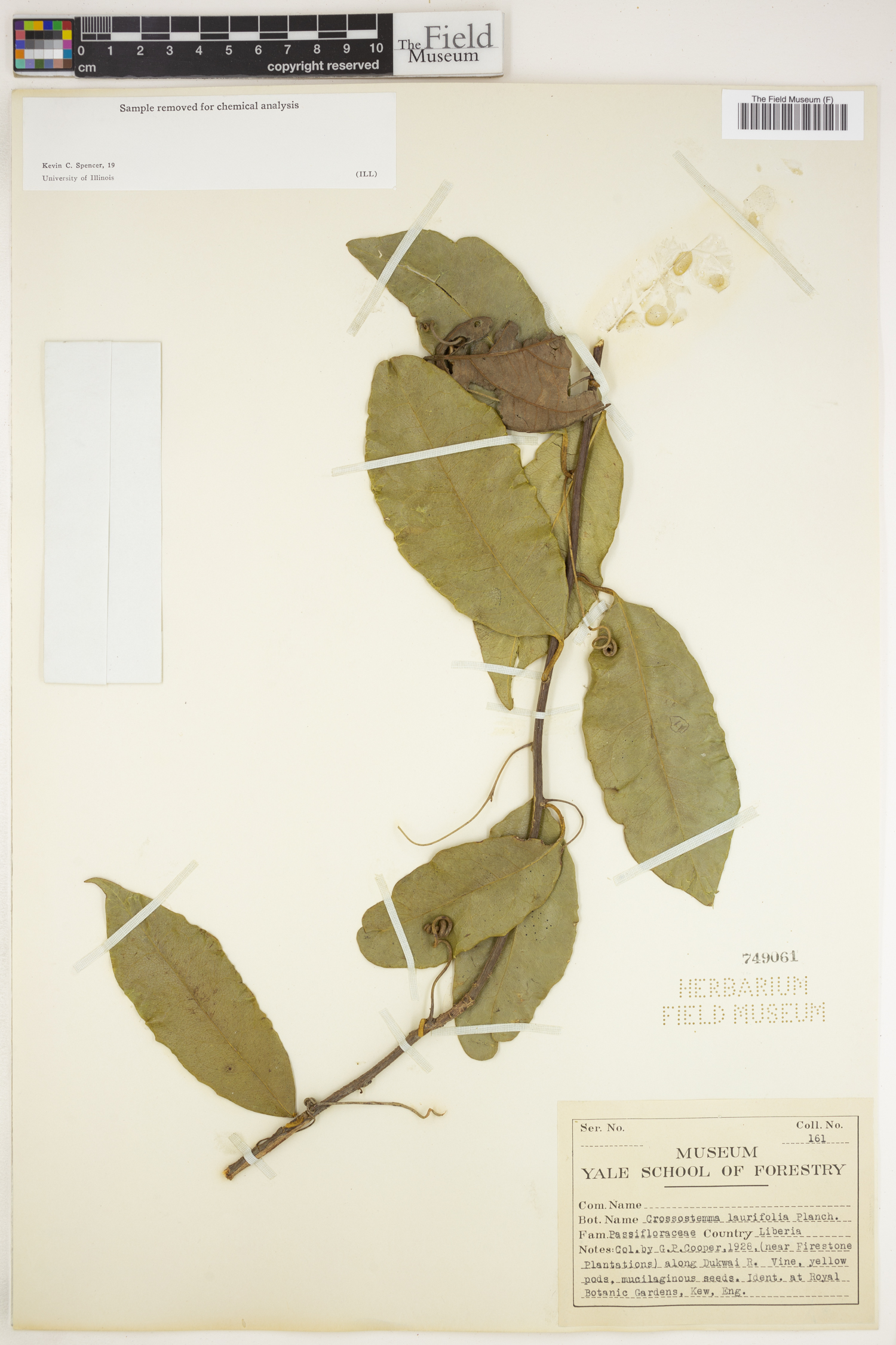 Crossostemma laurifolium image