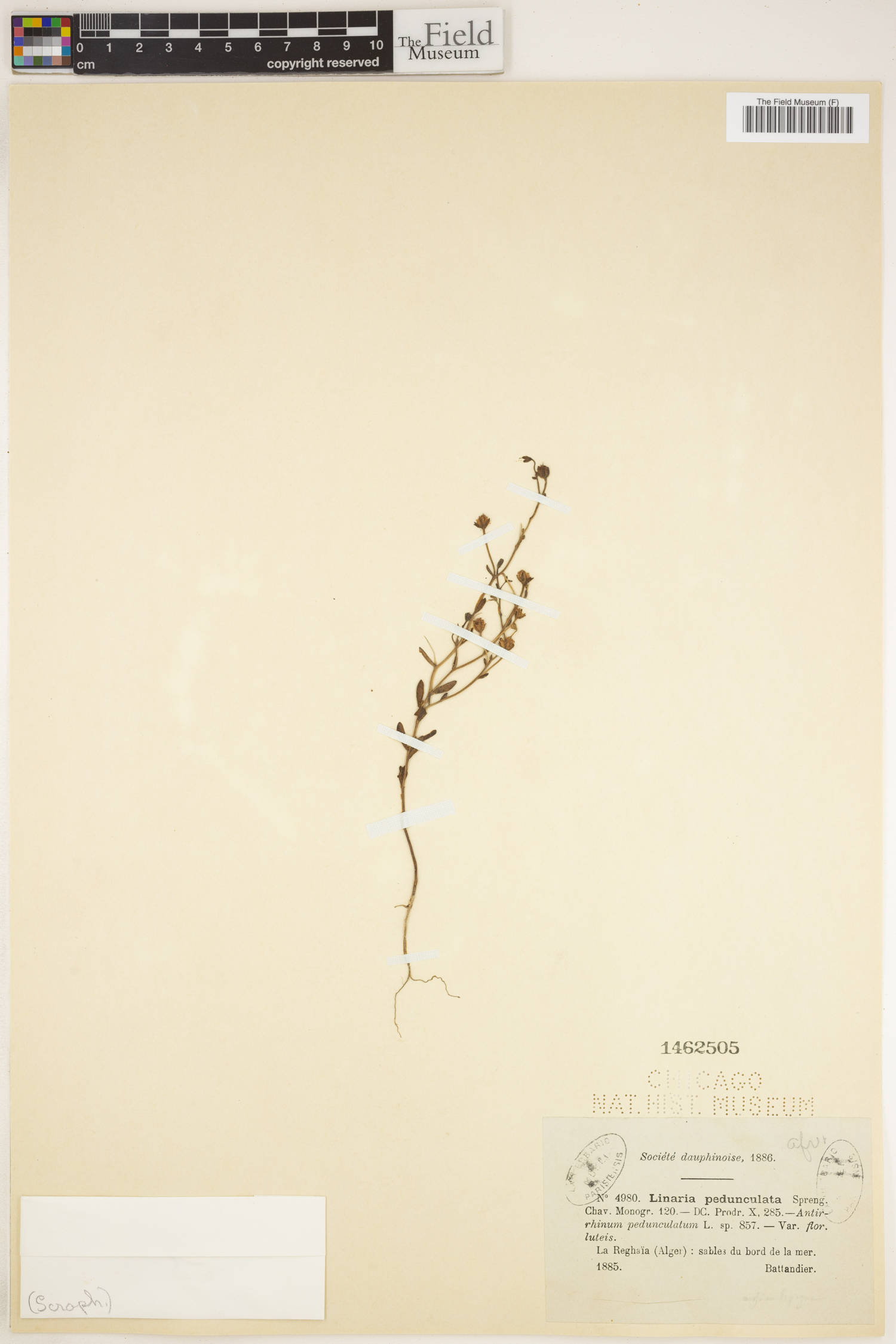 Linaria pedunculata image