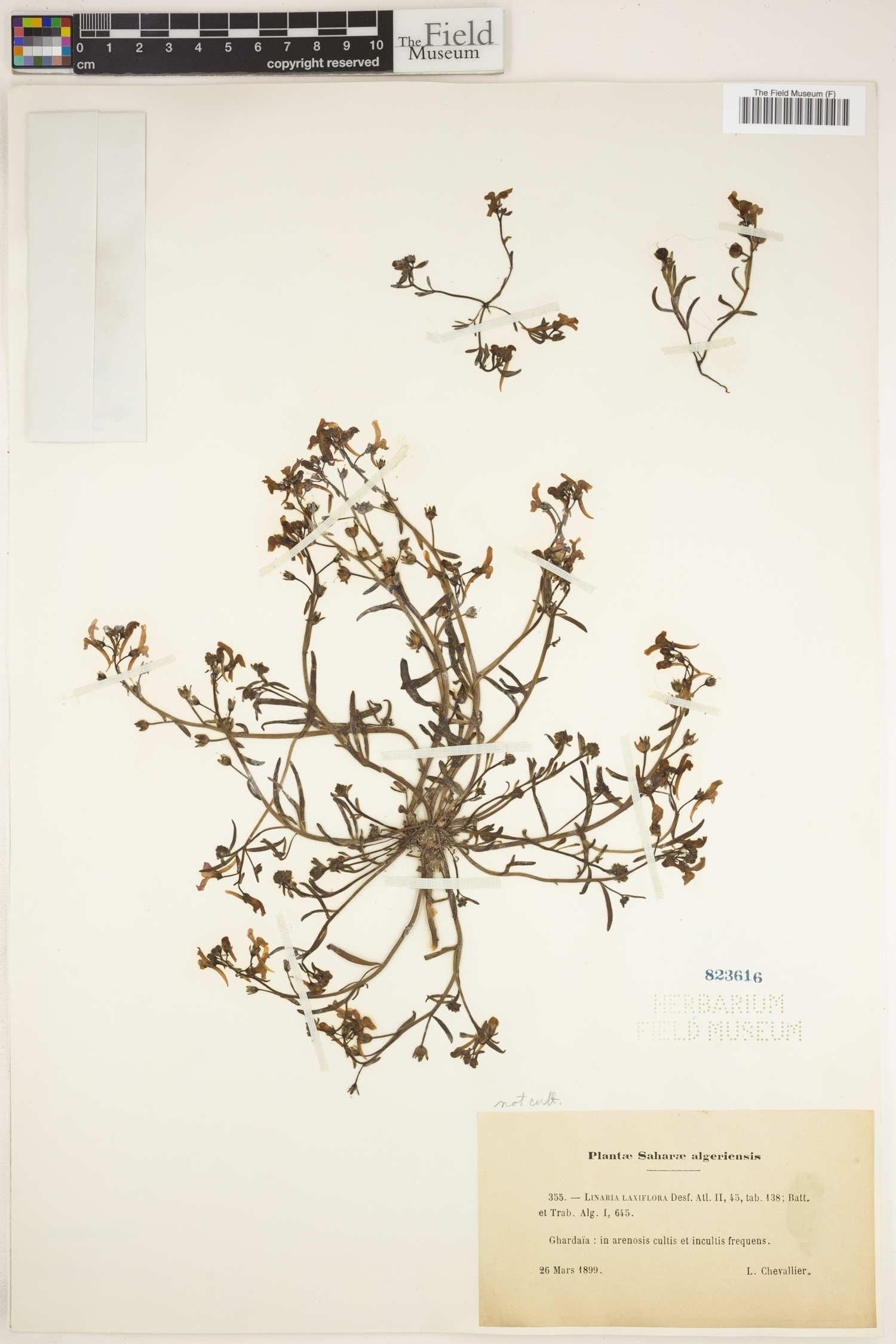 Linaria laxiflora image