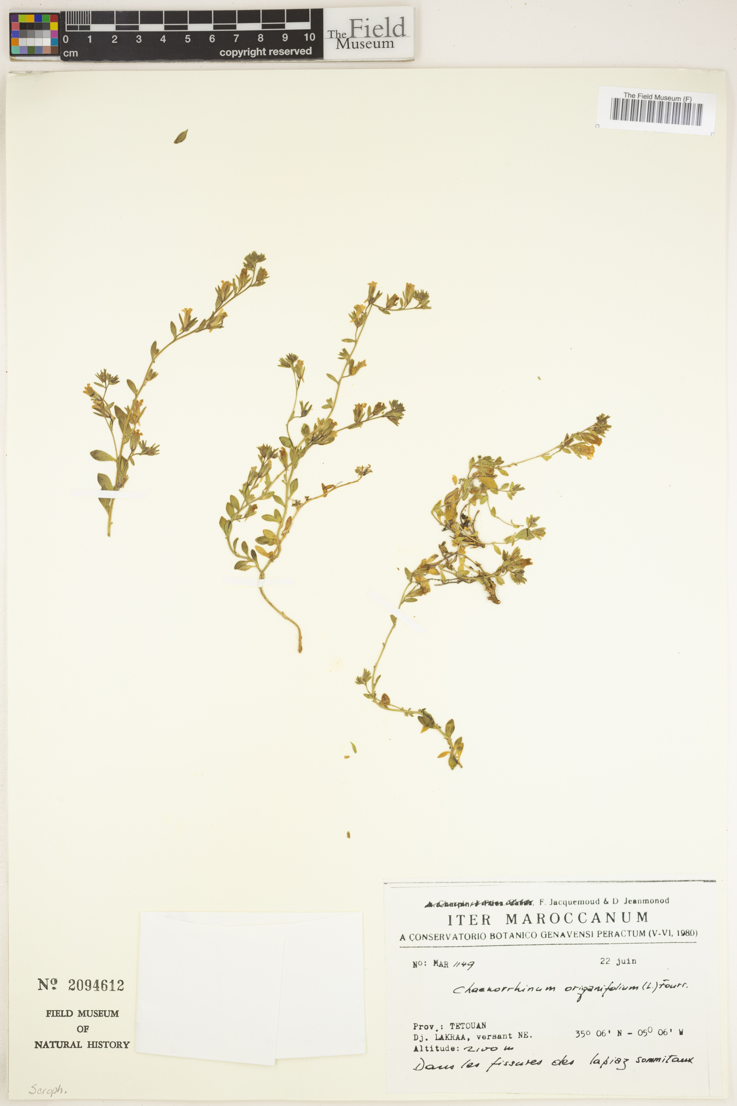 Chaenorhinum origanifolium image