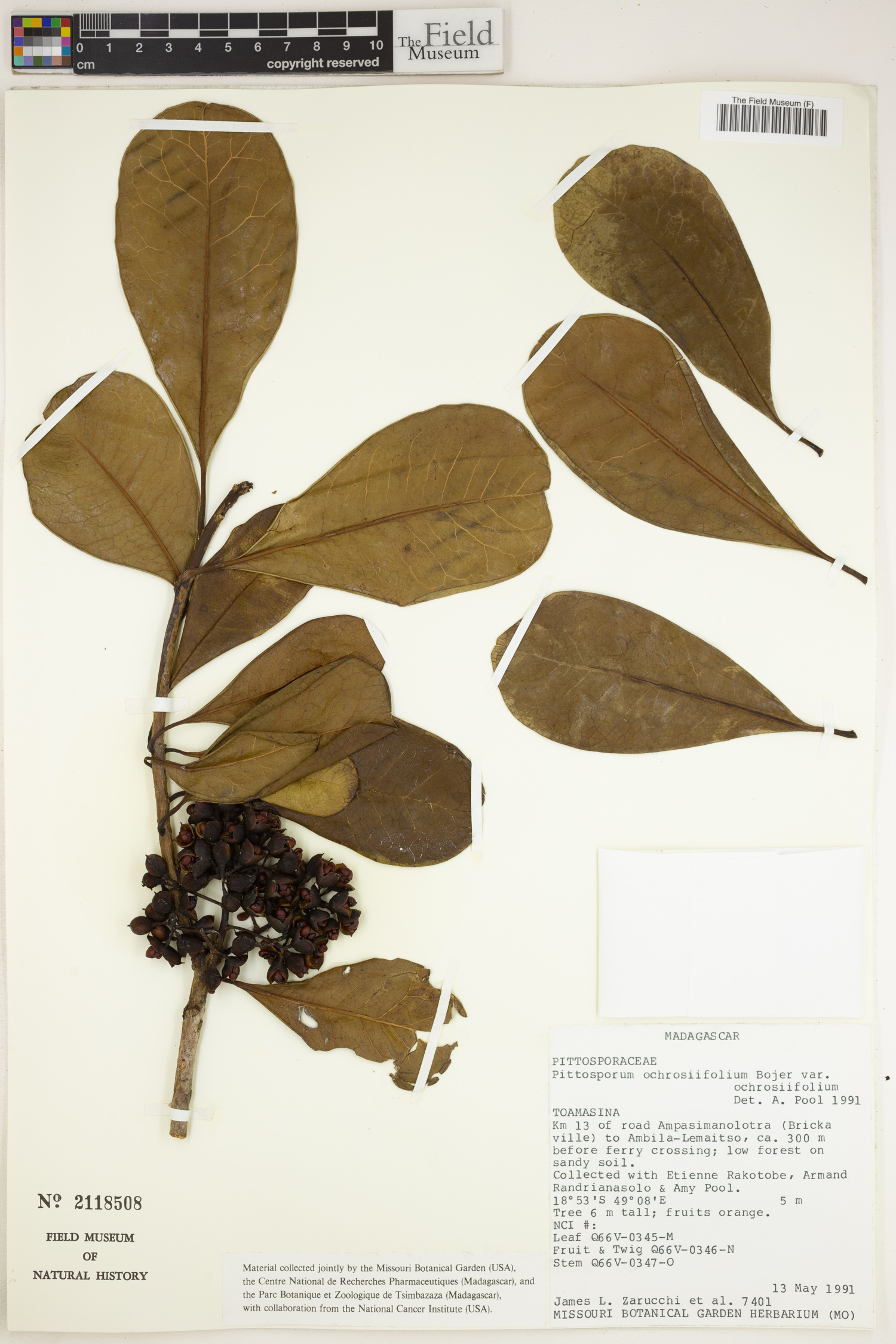 Pittosporum ochrosiifolium image