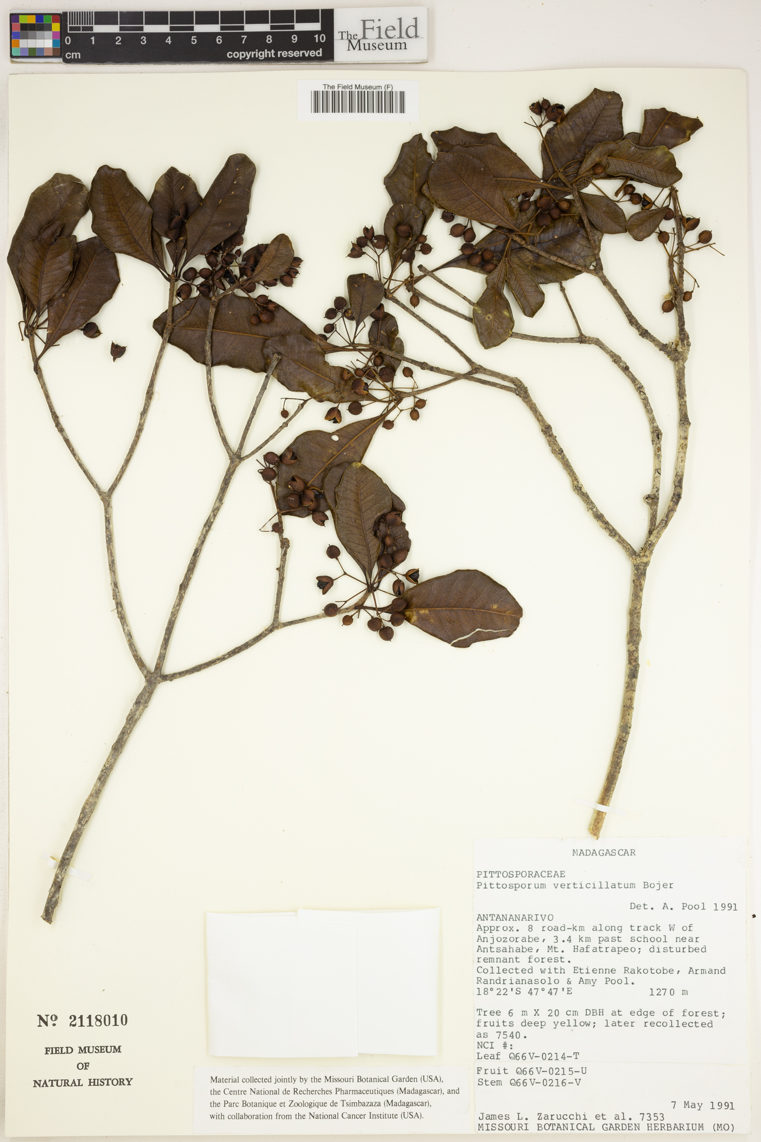 Pittosporum verticillatum image