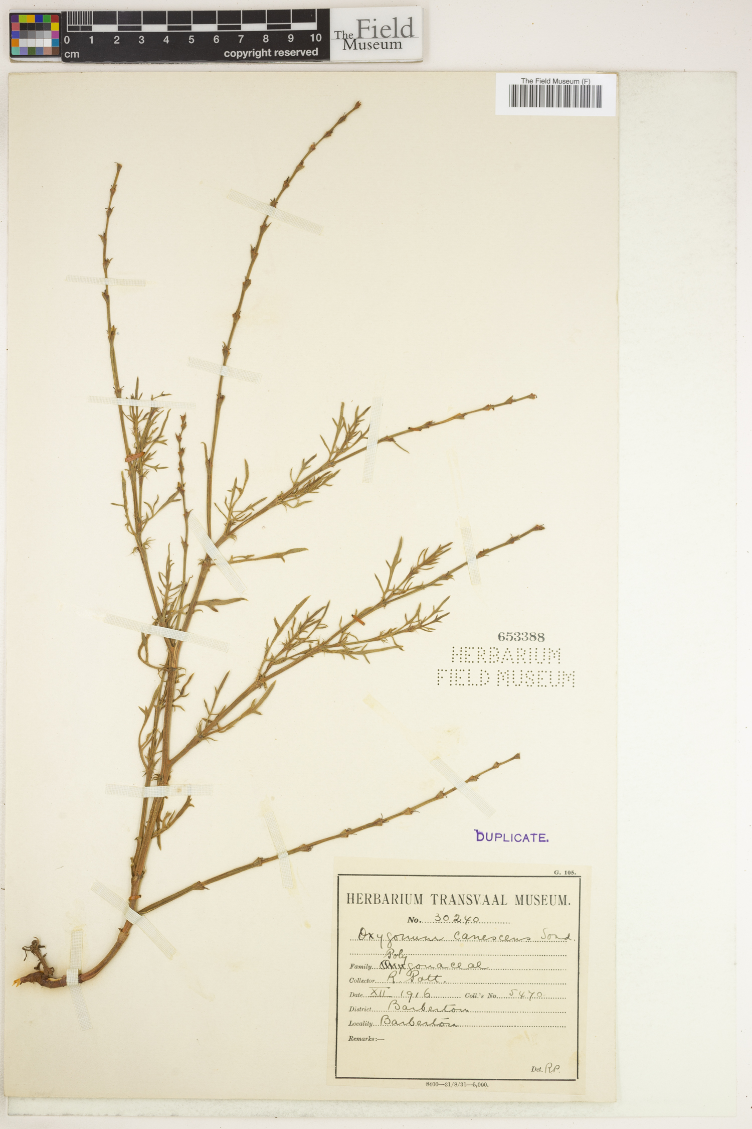 Oxygonum dregeanum subsp. canescens image