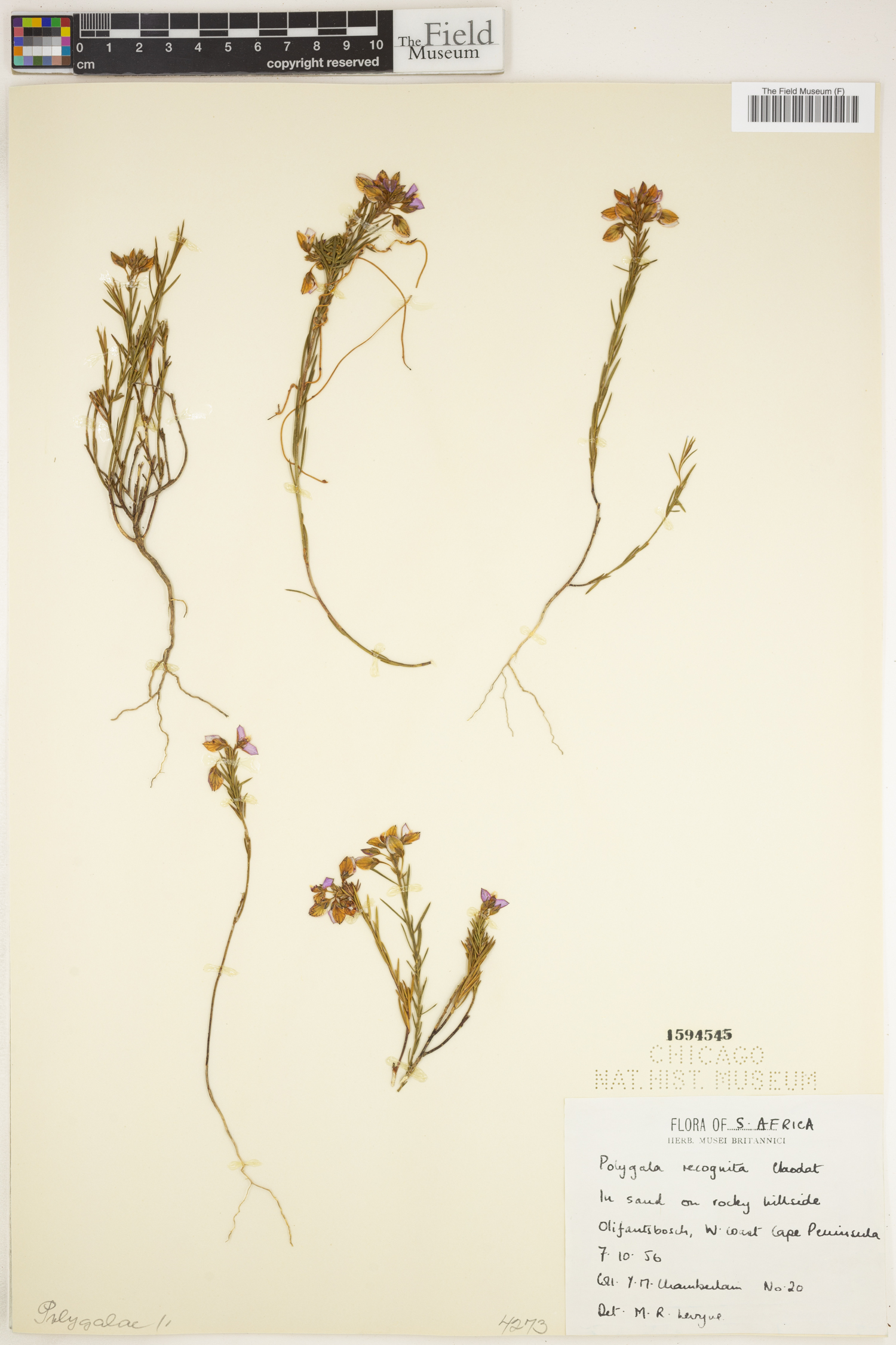 Polygala recognita image