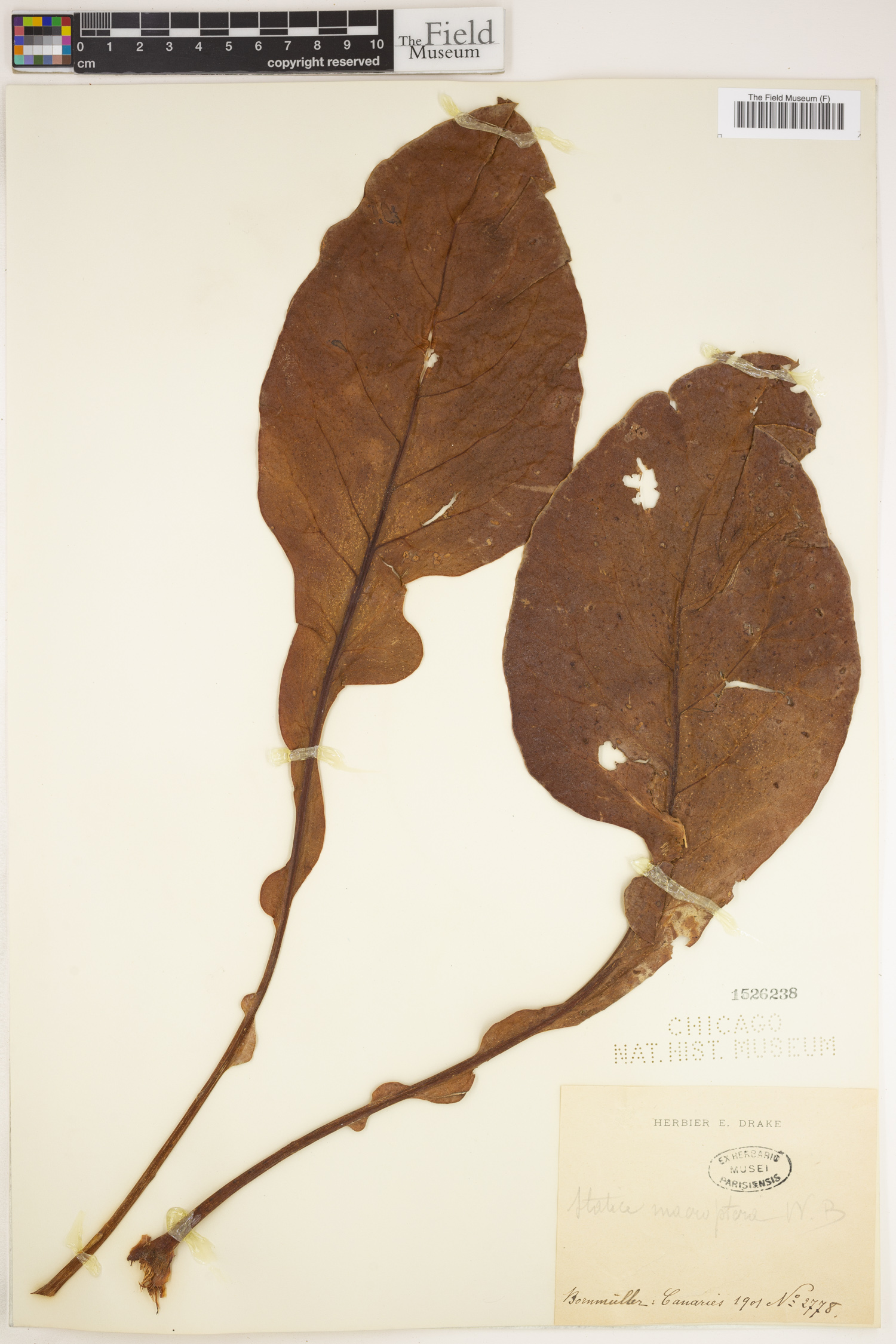 Limonium brassicifolium image