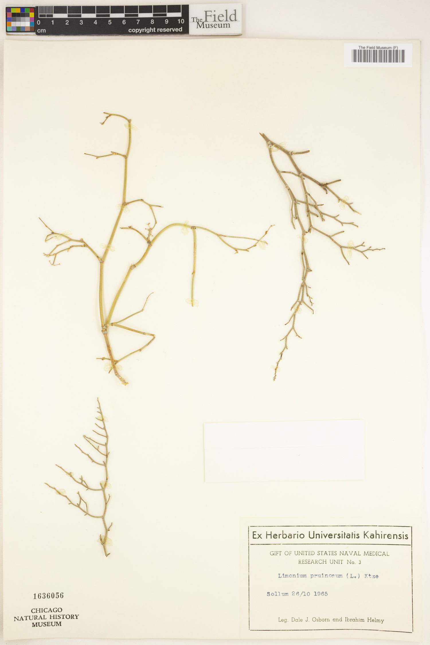 Limonium pruinosum image