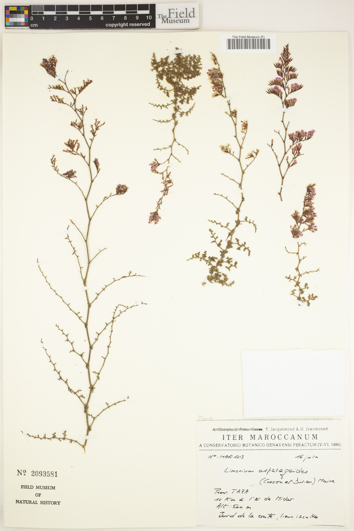 Limonium asparagoides image