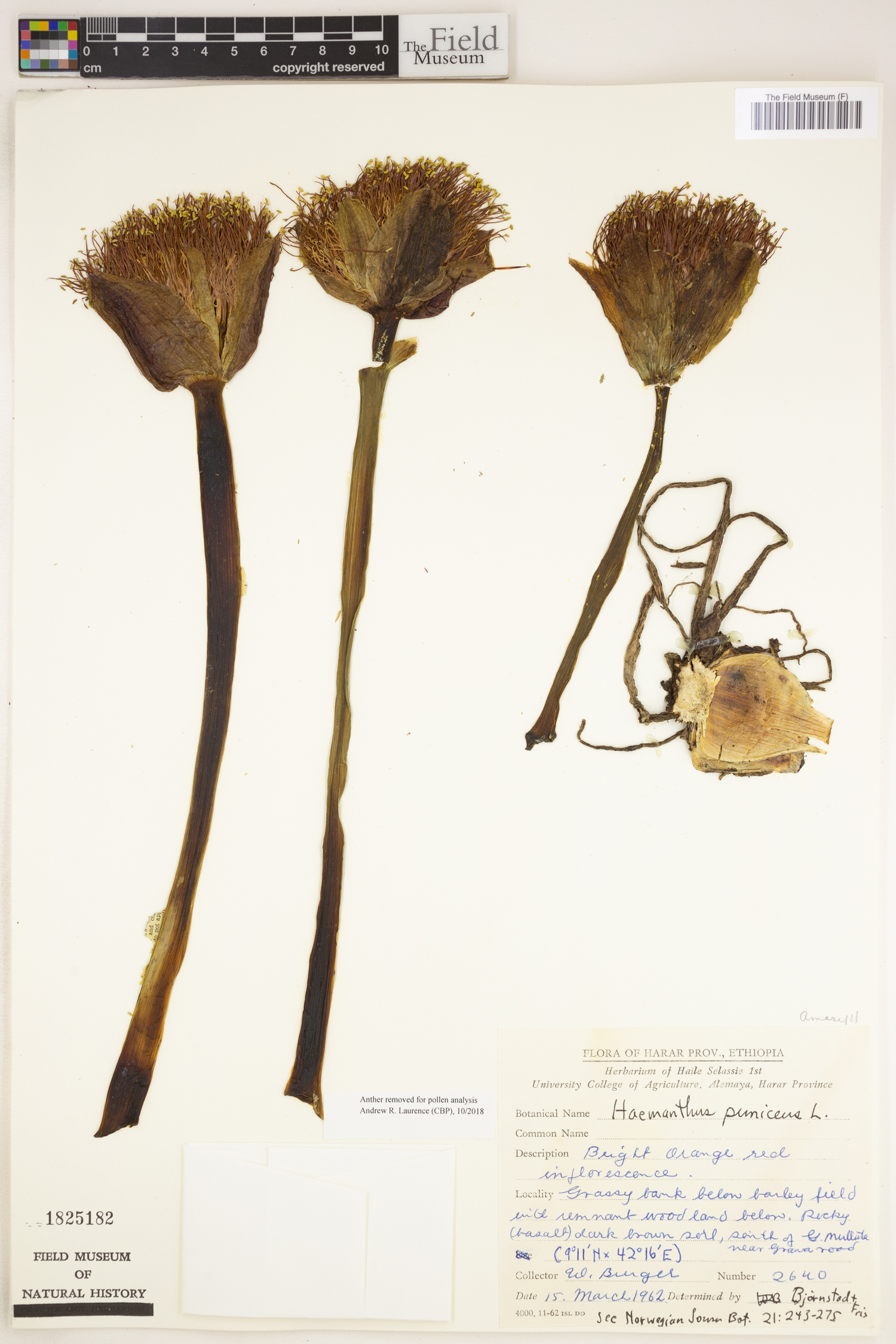 Scadoxus puniceus image