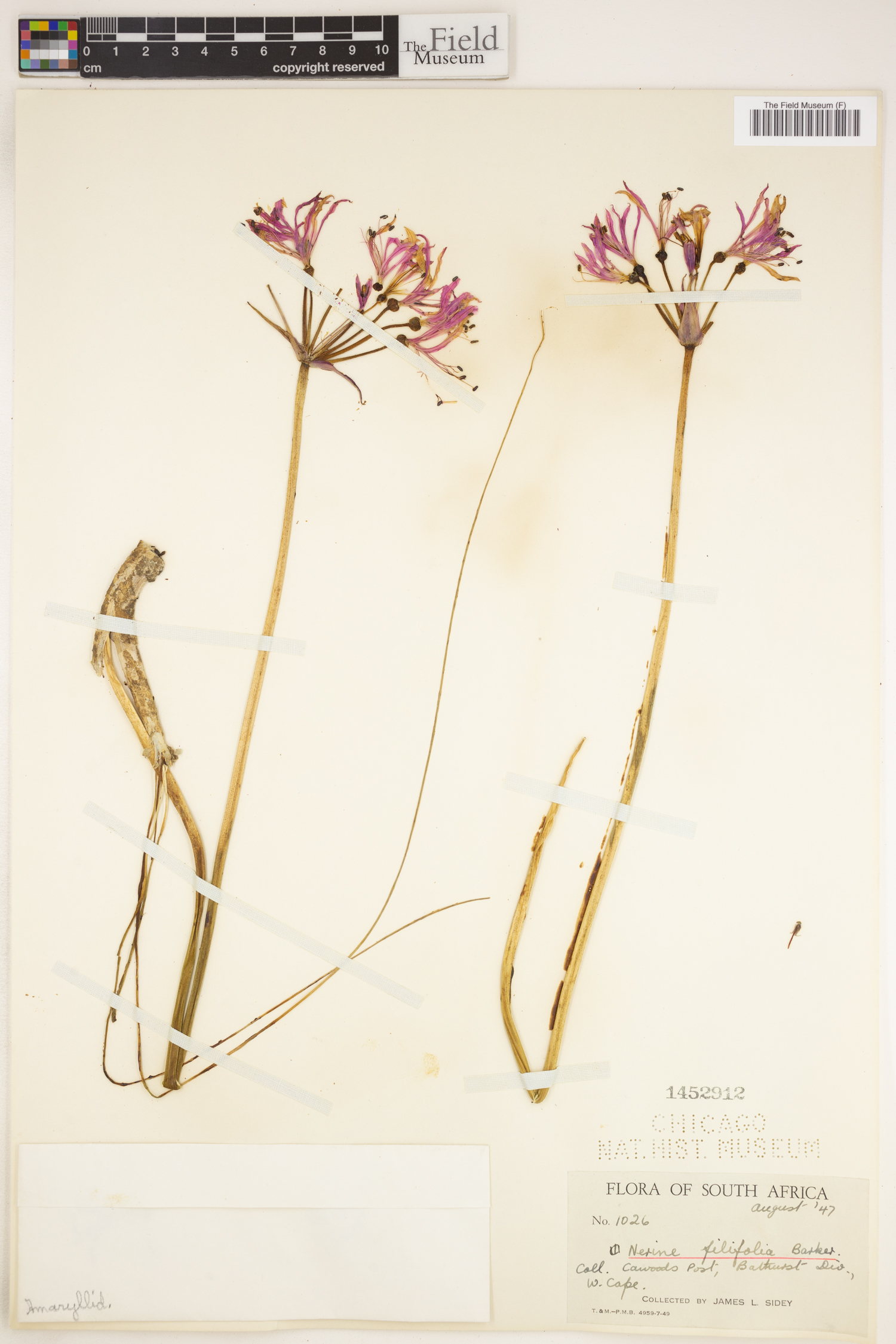 Nerine filifolia image