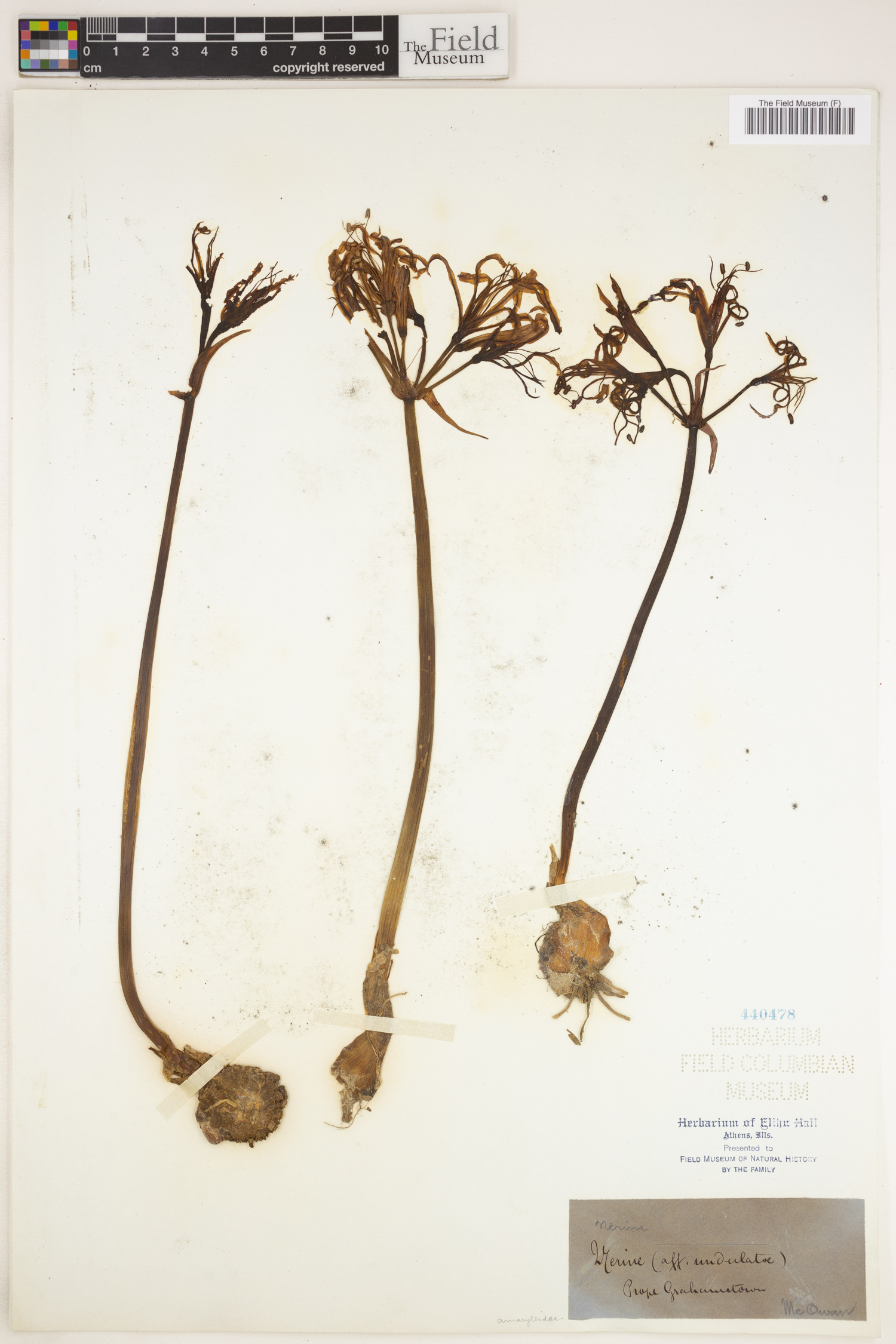 Nerine undulata image