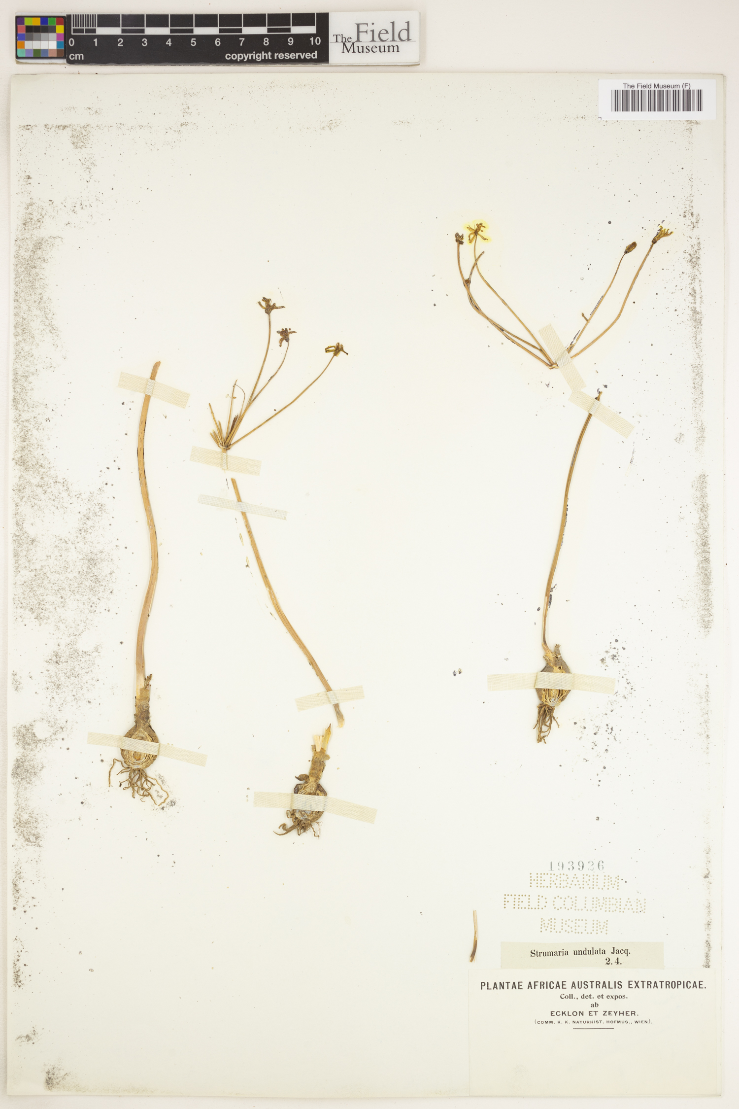 Strumaria gemmata image