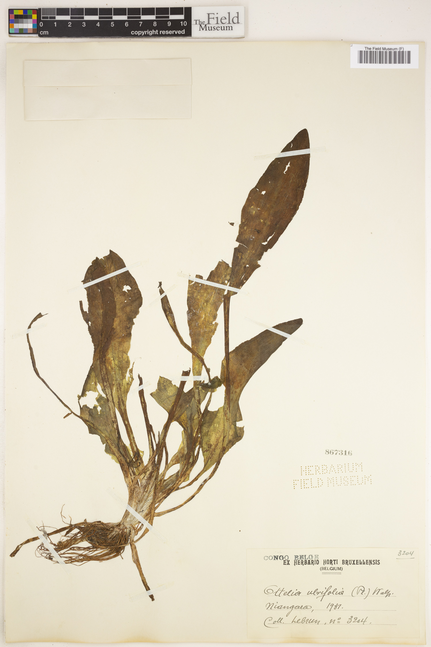 Ottelia ulvifolia image