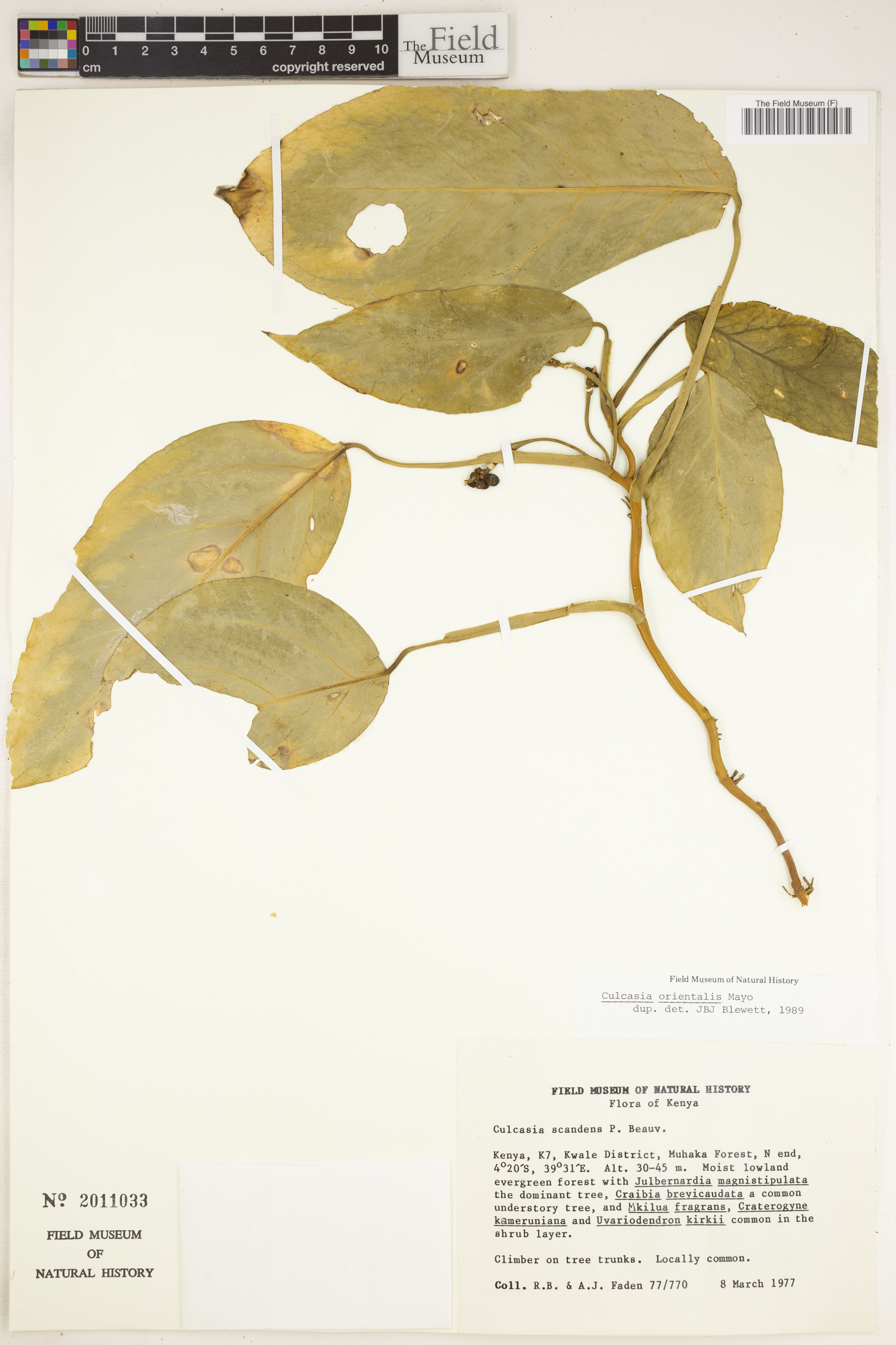 Culcasia orientalis image