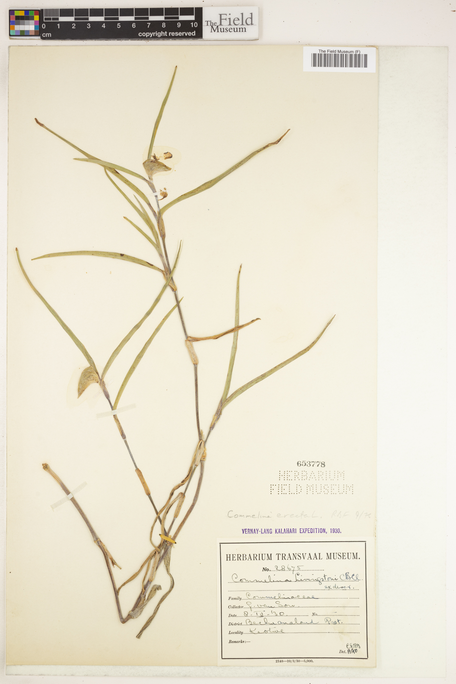 Commelina erecta subsp. livingstonii image