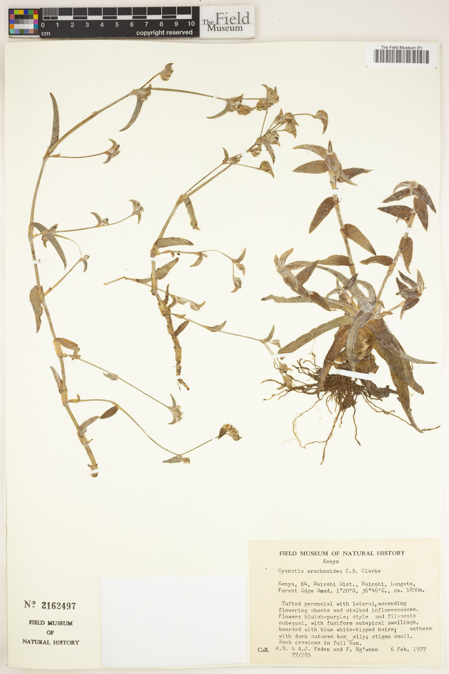 Cyanotis arachnoidea image