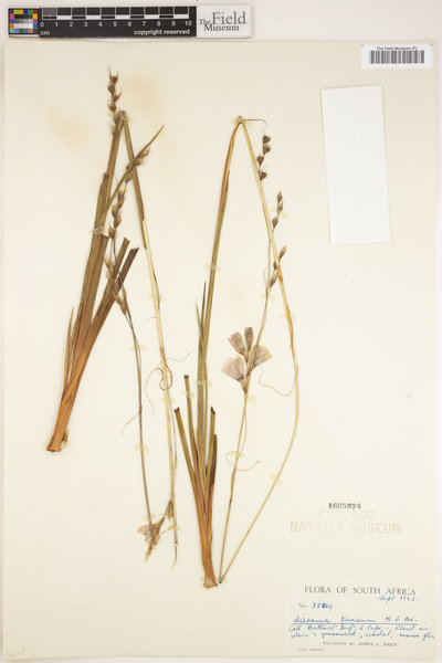 Dierama igneum image