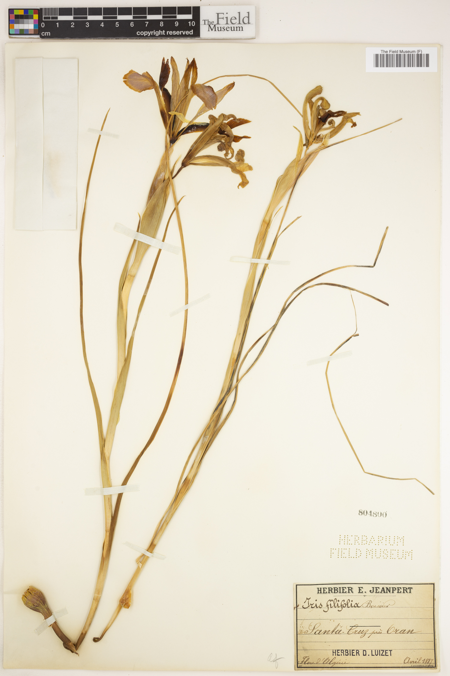Iris filifolia image