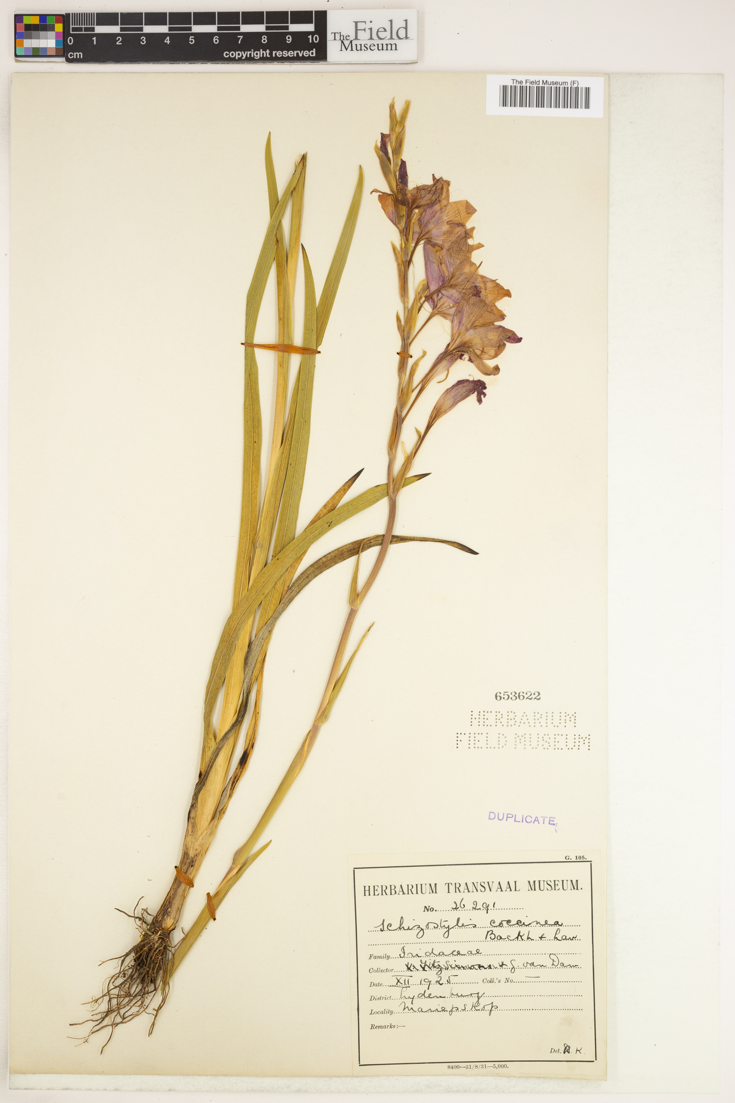 Hesperantha image