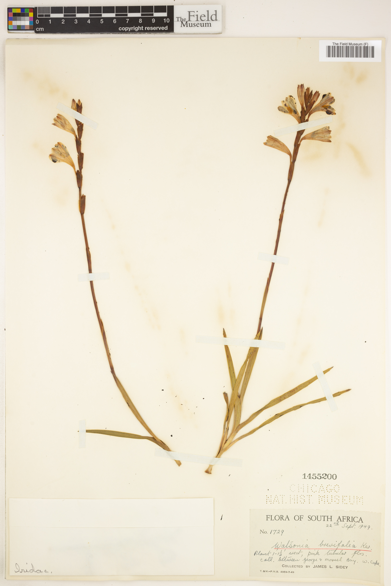 Watsonia laccata image