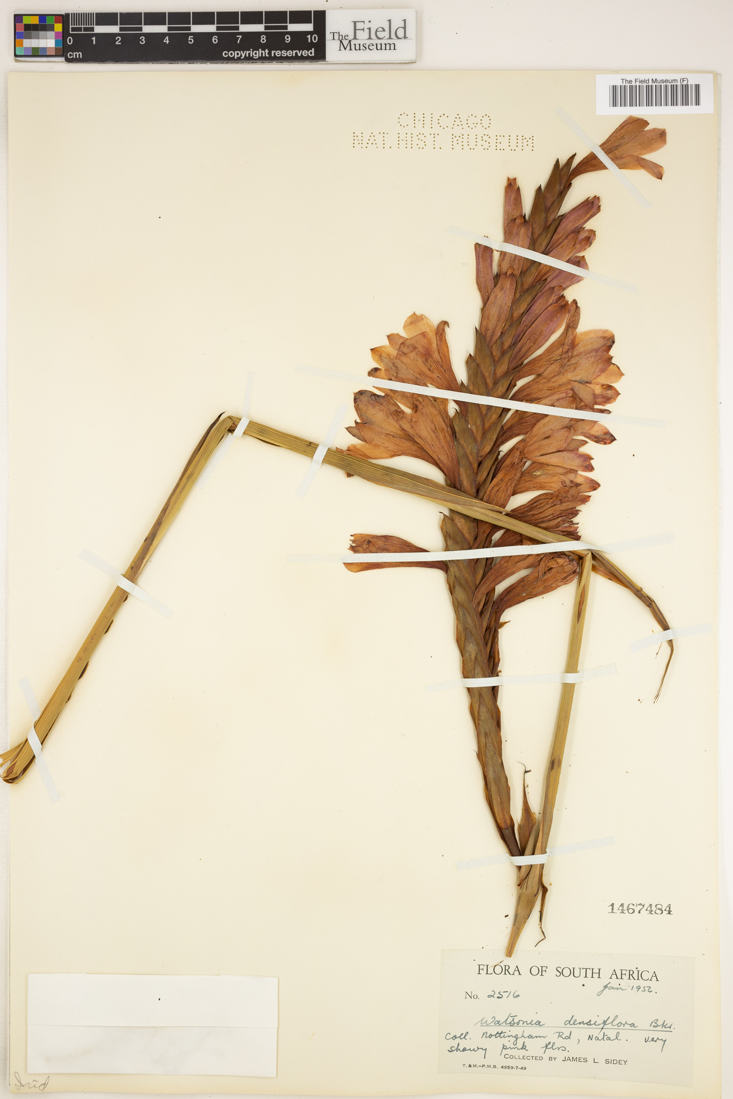 Watsonia densiflora image