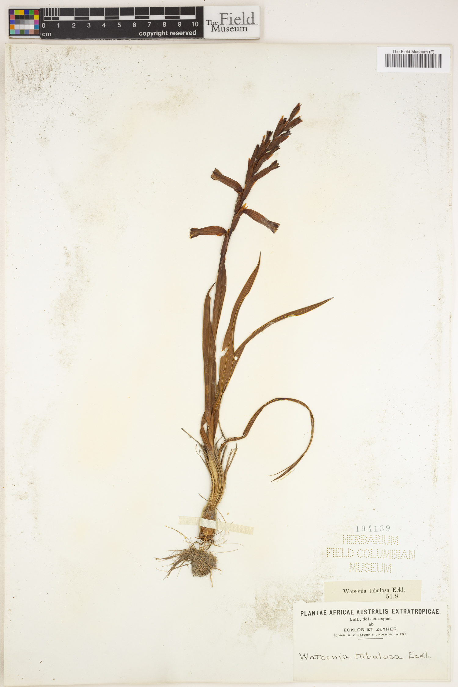 Watsonia aletroides image