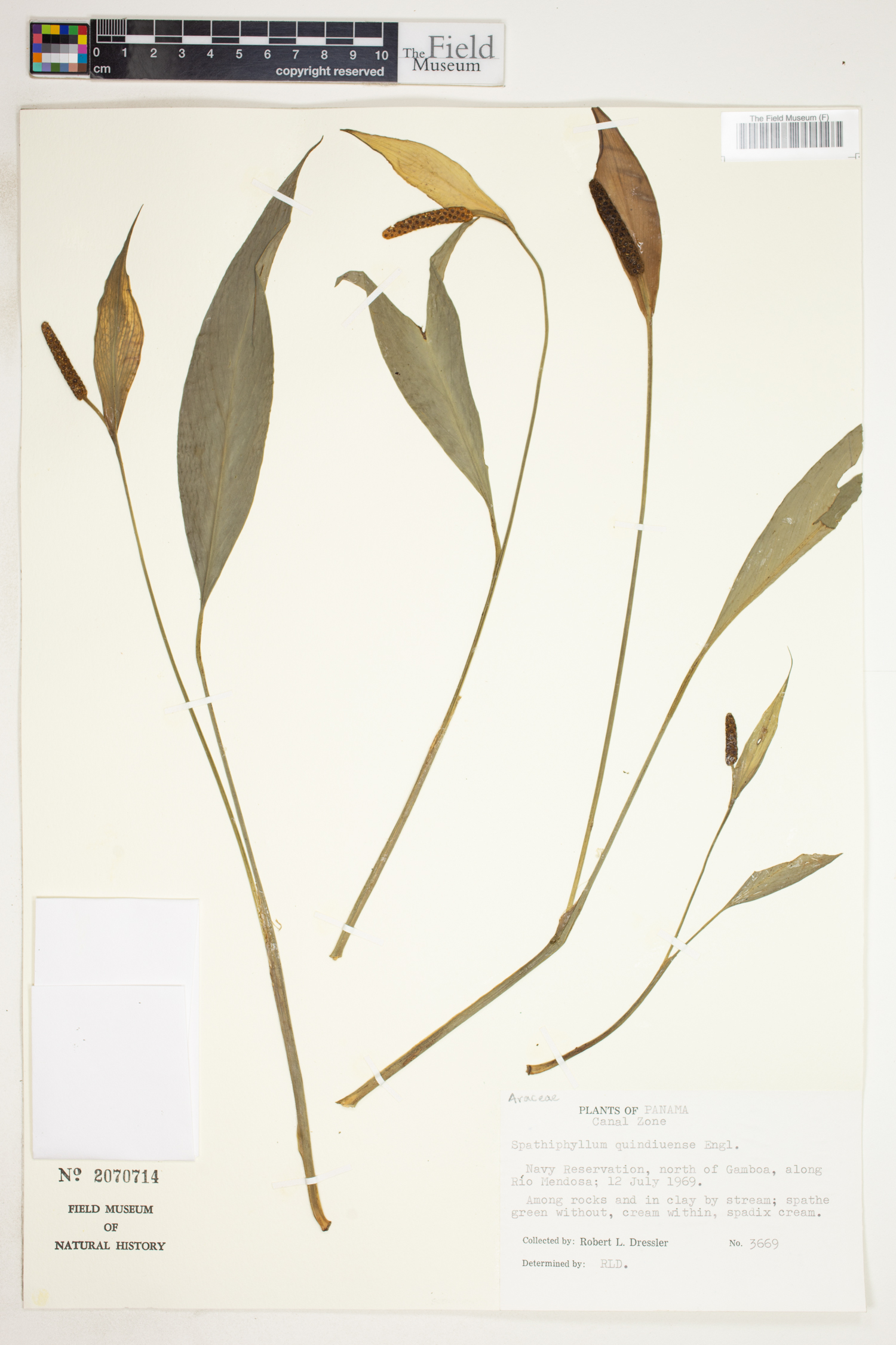 Spathiphyllum quindiuense image